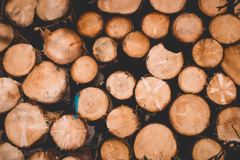 Example 3: 25 Spring Color Lightroom Presets – edited with the preset