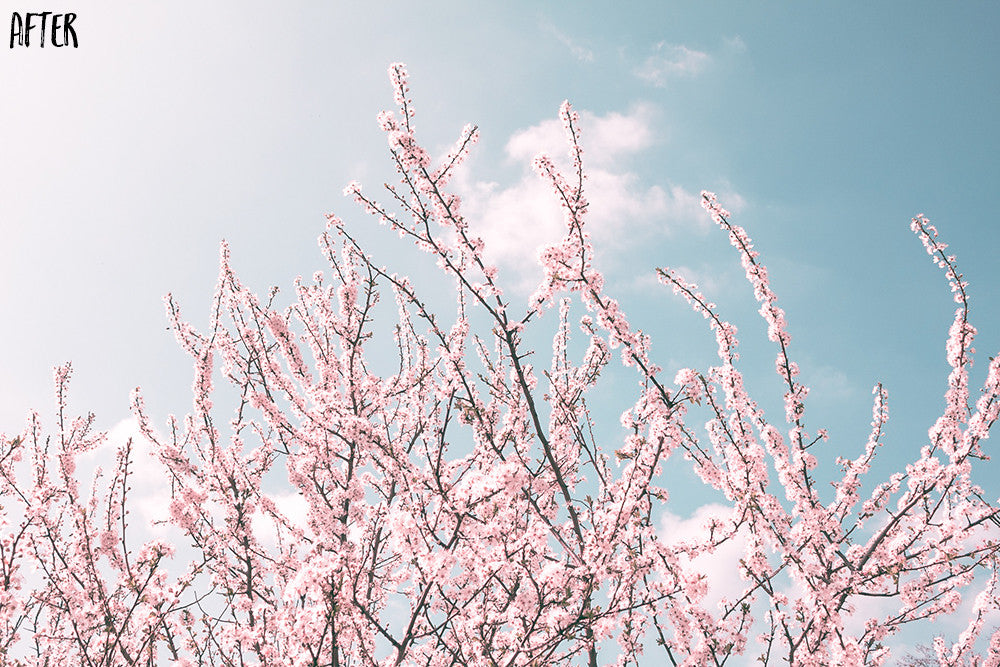 87 The Seasons Lightroom Presets – edited with the preset
