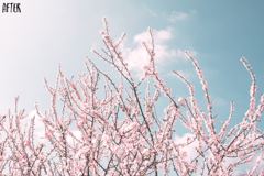 Example 2: 87 The Seasons Lightroom Presets – edited with the preset
